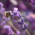 biodiversity, natural capital, nature, natural asset
