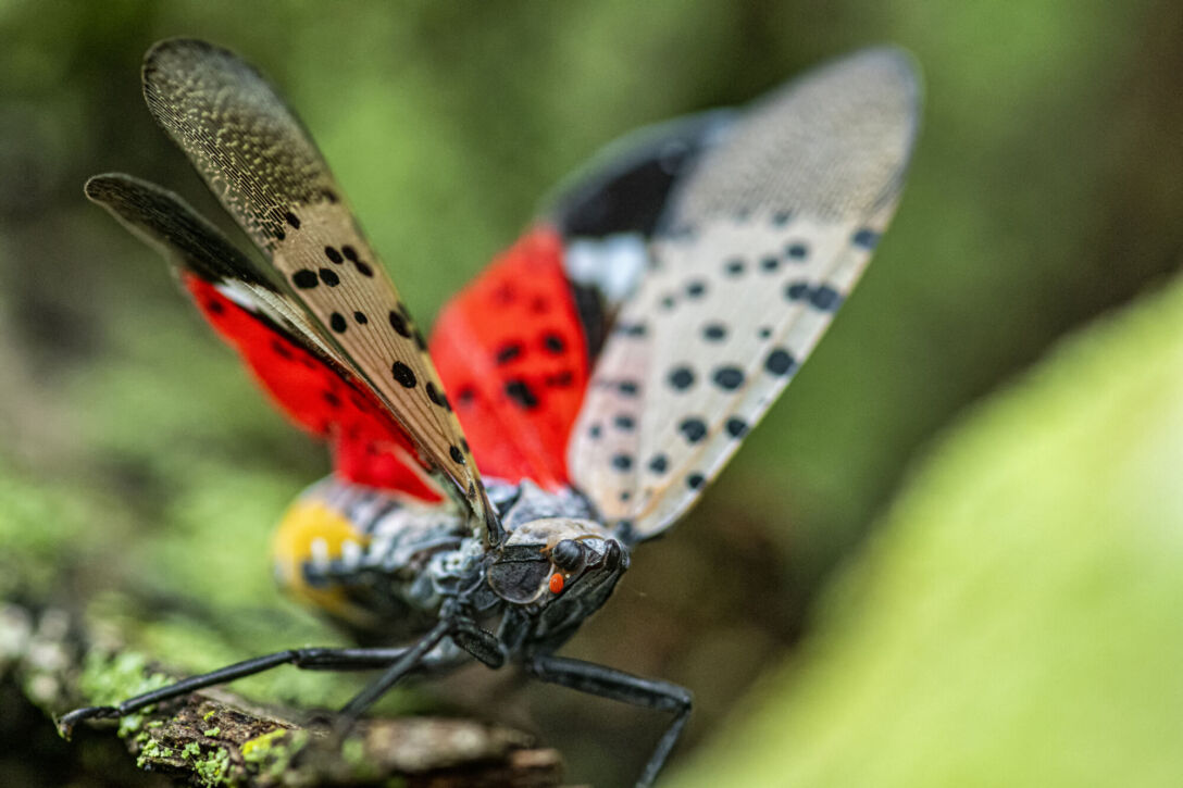Close-up of a Spotted Lanternfly (Lycorma delicatula) crawling on a Maple tree trunk in Northeast Maryland
