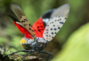 Big read: Getting to grips with invasive species Close-up of a Spotted Lanternfly (Lycorma delicatula) crawling on a Maple tree trunk in Northeast Maryland