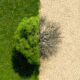 Big read: Climate adaptation metrics vex investors landscape with green tree and dead tree
