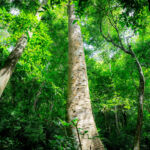 New SBTi rules still too restrictive on carbon removals, say offset schemes Green trees in forest.