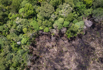 Big read: Are investors cutting down on deforestation in portfolios?