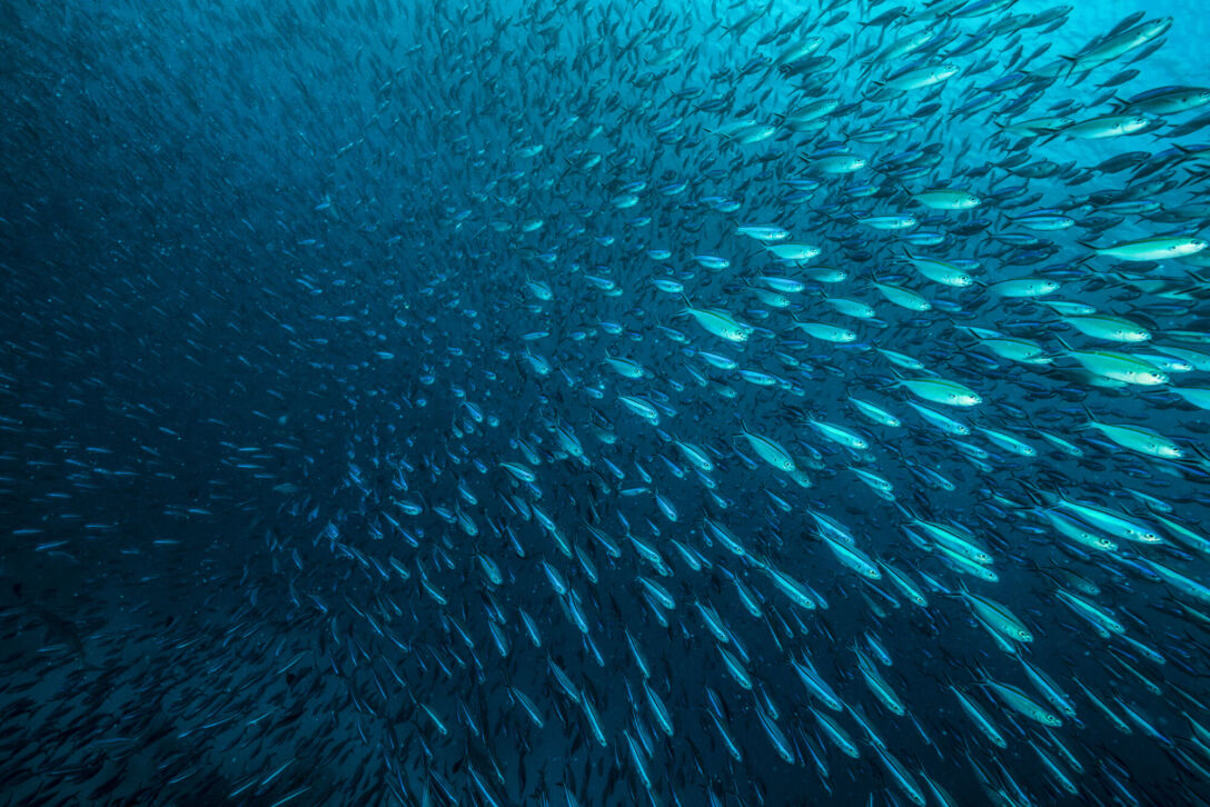 School of fish swimming