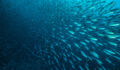 School of fish swimming