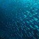 School of fish swimming