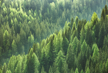 How are investors capturing biodiversity opportunities in fixed income? Evergreen trees in forest of spruce, fir and pine