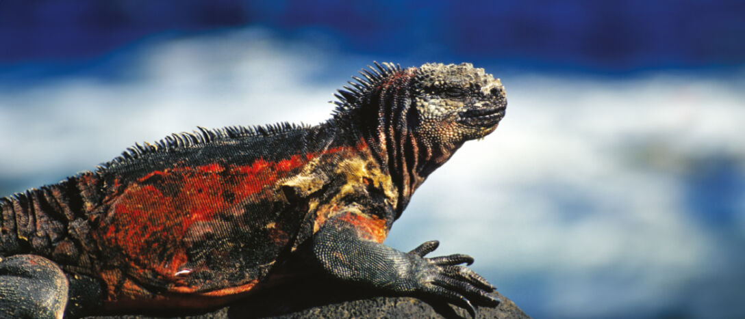 Marine iguana in the Galapagos