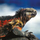 Marine iguana in the Galapagos