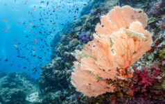 RI Nature Survey: Investors back mandatory disclosures