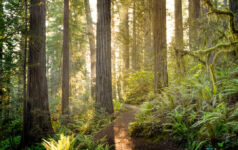 ‘Less doom and more boom’: Andrew Mitchell on nature opportunities