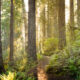 ‘Less doom and more boom’: Andrew Mitchell on nature opportunities