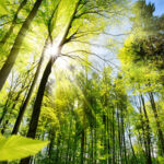 Federated Hermes calls for combined climate and nature transition plans Sun shining through forest trees