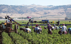 Farm workers harvesting yellow peppers in California