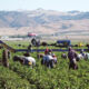 Farm workers harvesting yellow peppers in California