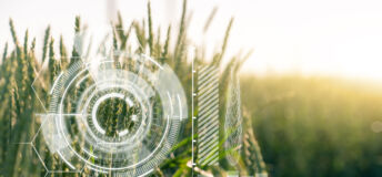 Wheat field with data overlay
