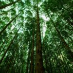 Just 13% of carbon offset buyers have SBTi-approved net-zero targets, says MSCI