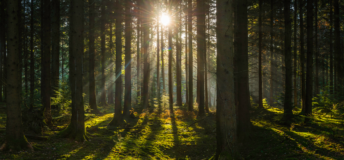 Forestry
