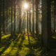 Forestry